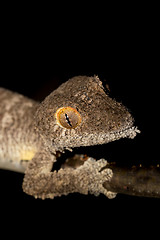 Image showing Giant leaf-tailed gecko, Uroplatus fimbriatus