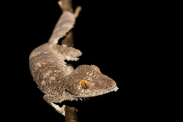 Image showing Giant leaf-tailed gecko, Uroplatus fimbriatus