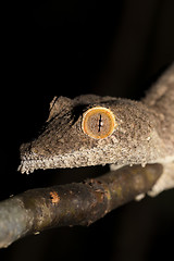 Image showing Giant leaf-tailed gecko, Uroplatus fimbriatus