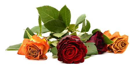 Image showing Close-up of dark red rose flower with three other blooms