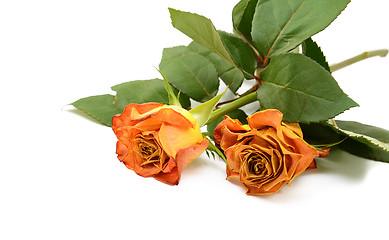 Image showing Two faded orange rose flowers on leafy stems