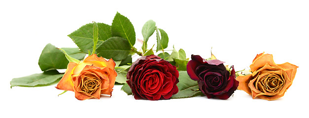 Image showing Row of four fading rose blooms