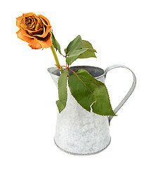 Image showing Dying orange rose stem in a metal pitcher