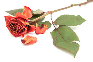 Image showing Dying pink rose bloom with dropped petals