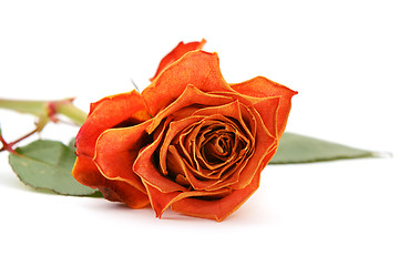 Image showing Orange rose bloom with faded petals