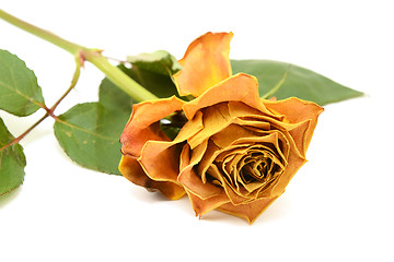 Image showing Yellow rose flower with faded petals