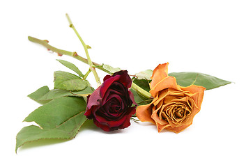 Image showing Two rose stems with dying flowers