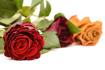 Image showing Deep red rose bloom with burgundy and orange roses