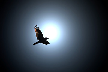 Image showing Black Raven Flies against Full Moon