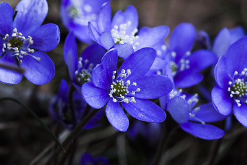 Image showing blue anemones