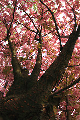 Image showing cherries flowers on the tree