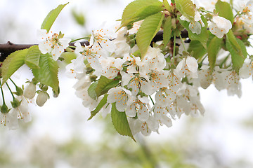 Image showing cherries flowers background