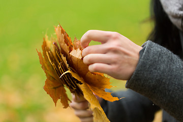 Image showing close up of woman hands with autumn maple leaves