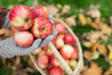 Image showing woman with basket of apples at autumn garden