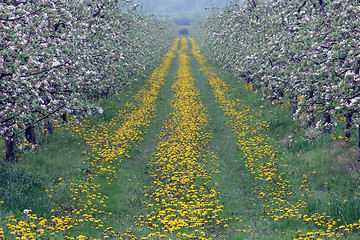 Image showing Blossoming apple garden in spring