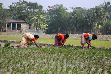 Image showing Rural women working in rice plantation in Kumrokhali, West Bengal, India