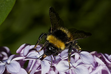 Image showing bumble bee