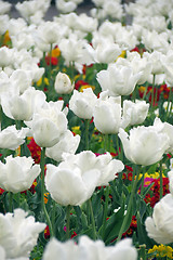 Image showing Tulips