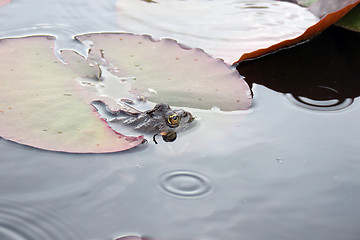 Image showing Frog in water