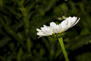 Image showing daisy