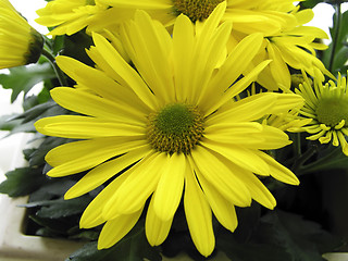 Image showing Yellow Flower