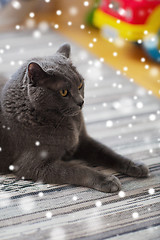 Image showing close up of british shorthair cat at home