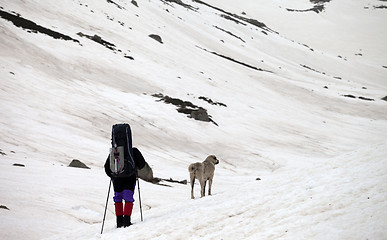 Image showing Hiker and dog in snow mountains at spring gray day