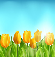 Image showing Nature Floral Background with Tulips Flowers and Blue Sky