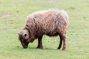 Image showing Brown Icelandic sheep with curled horns