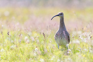 Image showing Whimbrel - Iceland