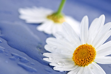 Image showing Daisy flowers with water drops