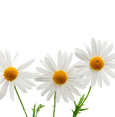 Image showing Daisies on white background