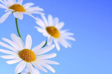 Image showing Daisy flowers on blue background