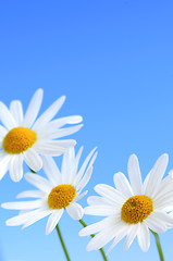 Image showing Daisy flowers on blue background