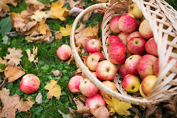 Image showing wicker basket of ripe red apples at autumn garden