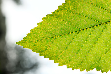 Image showing Fragment a green leaf, backlit.