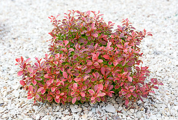 Image showing Small bush with green and red leaves.