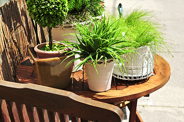 Image showing Potted green plants