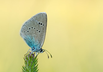 Image showing Grey blue butterfly on a stalk of grass.