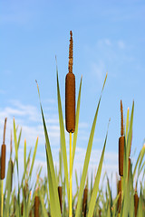 Image showing Cane against the blue sky.