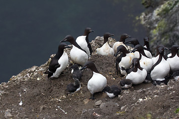 Image showing Common guillemots spectacled morphs sit over the Barents sea, Novaya Zemlya 1