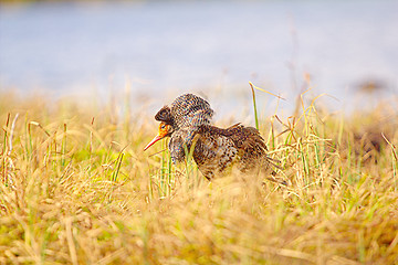 Image showing Mating behaviour of ruffs in lek (place of courtship)