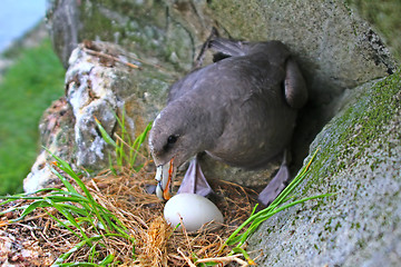 Image showing Incubation behaviour of Fulmar. Female turns eggs during incubation