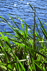 Image showing Reeds at water edge