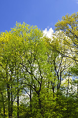 Image showing Spring forest