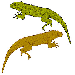 Image showing Lizard is goanna silhouette on a white background. illustration