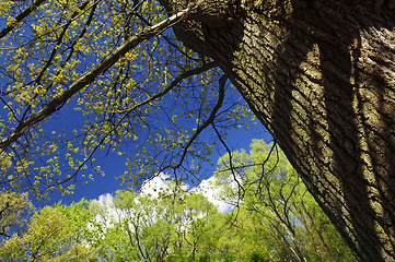 Image showing Spring tree