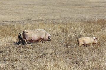 Image showing Three pigs grazing on the dry grass.