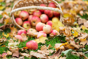 Image showing wicker basket of ripe red apples at autumn garden