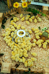 Image showing Group of the chickens